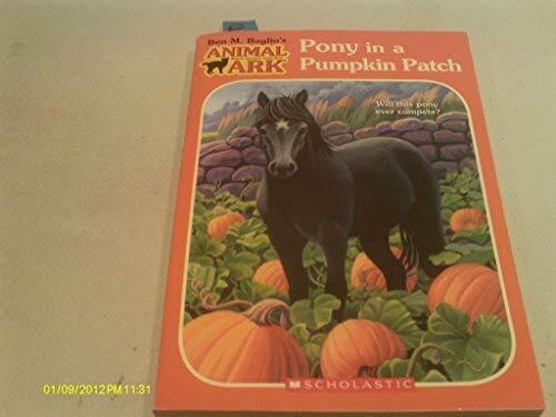 Pony in a Pumpkin Patch