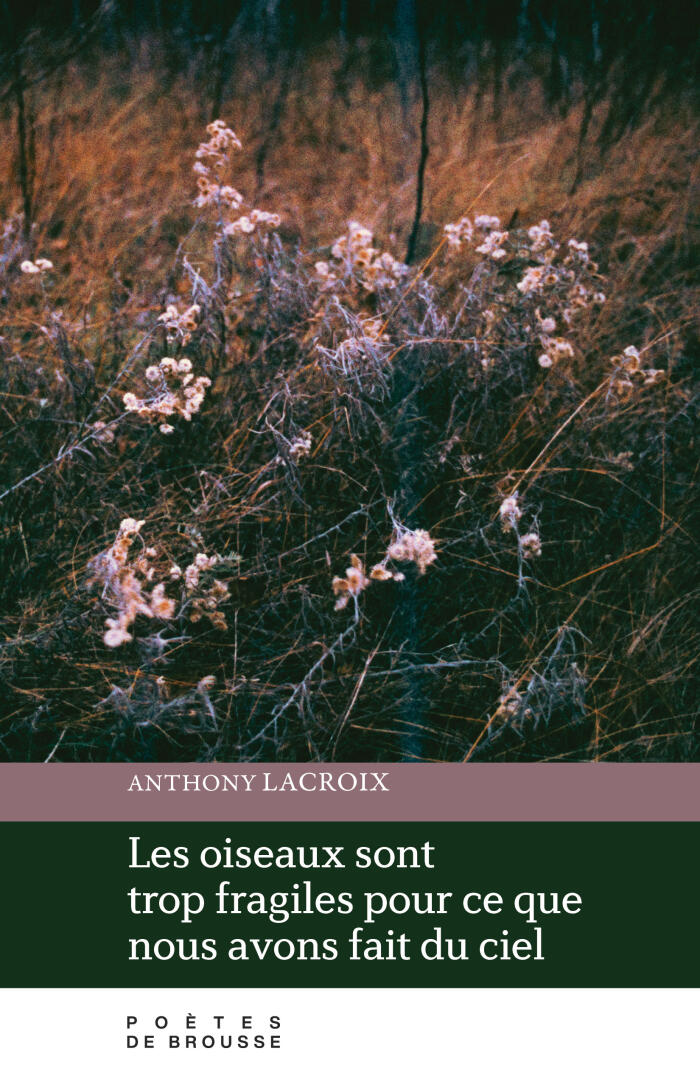 Les oiseaux sont trop fragiles pour ce que nous avons fait du ciel