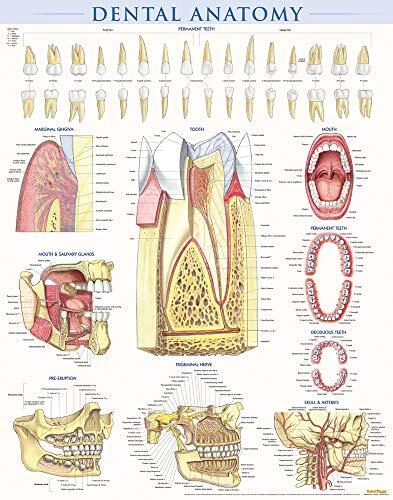 Dental Anatomy Poster (22 X 28 Inches): A QuickStudy Reference