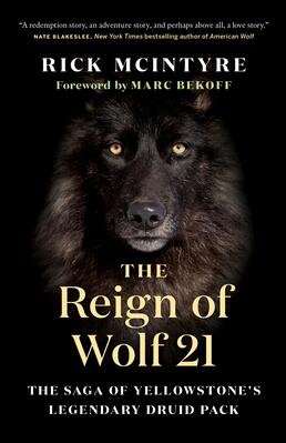 The Reign of Wolf 21: The Saga of Yellowstone’s Legendary Druid Pack