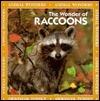 The Wonder of Raccoons