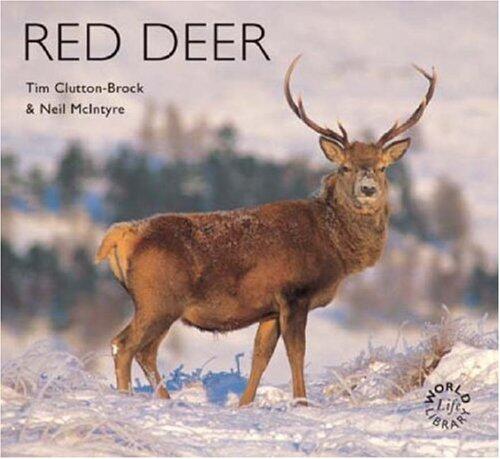 Red Deer