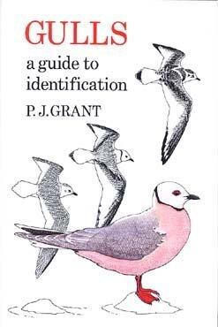 Gulls: A Guide to Identification