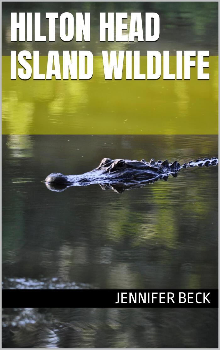 Hilton Head Island Wildlife