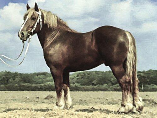 Heavy Horses 7 Sheba the Schleswig