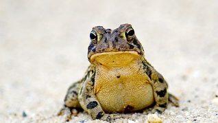 The Toad Squad