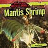Mantis Shrimp