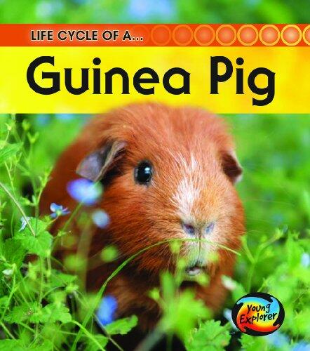 Life Cycle of a Guinea Pig