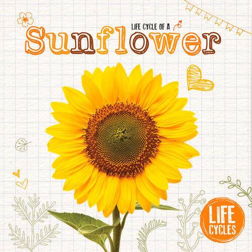Life Cycle of a Sunflower
