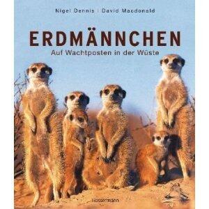 Erdmännchen - Auf Wachtposten in der Wüste