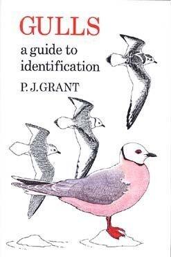 Gulls: A Guide to Identification