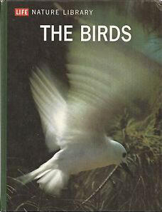 The Birds