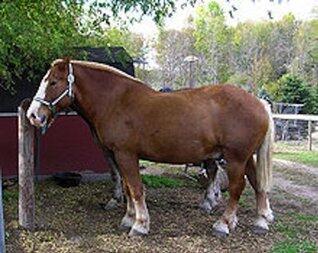 Heavy Horses 18 Billy the Belgian Draft