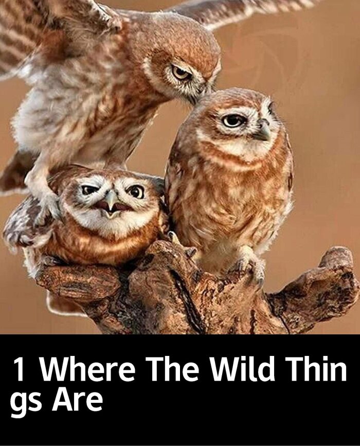 1 Where The Wild Things Are: kids bookshelf