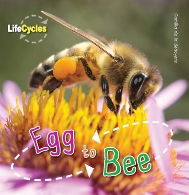 Egg To Bee