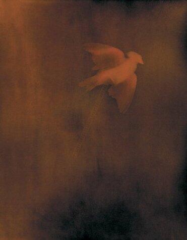 Adam Fuss