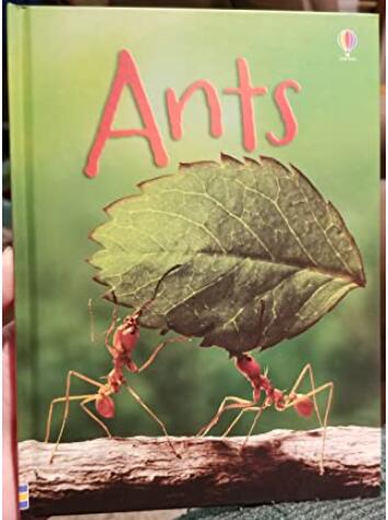 Ants