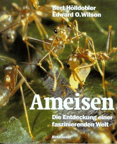 Ameisen: Die Entdeckung einer faszinierenden Welt