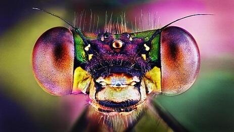 Mr Rainbow