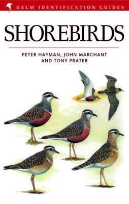 Shorebirds
