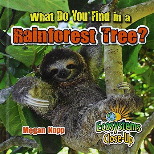 What Do You Find in a Rainforest Tree?