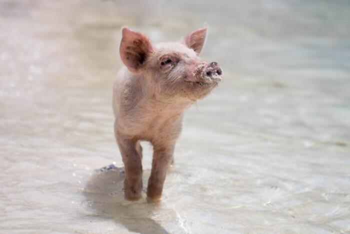 Pig Son