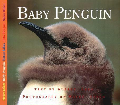 Baby Penguin