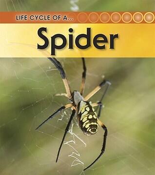 Life Cycle of a - Spider