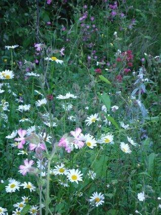 Sweet William in the Orchard - A Conversation with Shakespeare