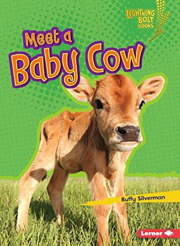 Meet a Baby Cow