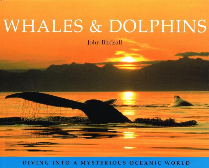 whales and dolphins