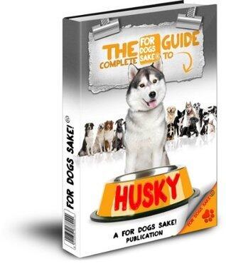 All About Huskys