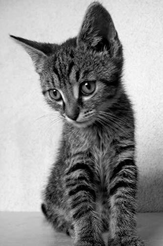 Note Book: Kitten Note Book