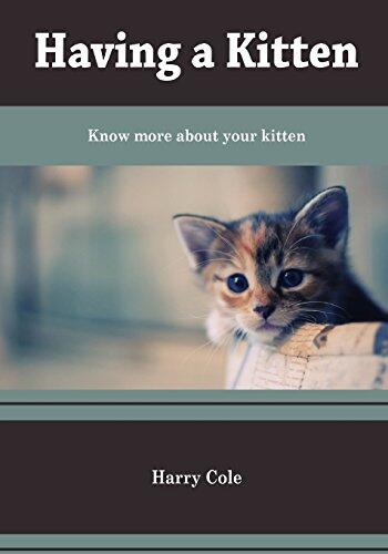 Having a kitte: Know more about your kitten