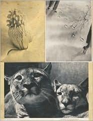 Hannah Hoch: Album, Limited Edition