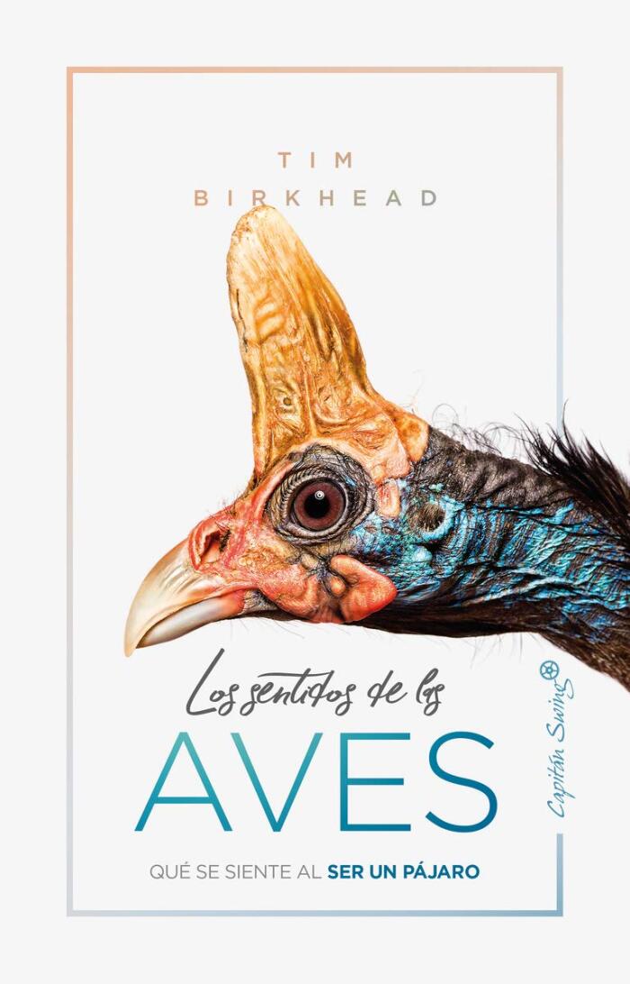 Los sentidos de las aves: qué se siente al ser un pájaro