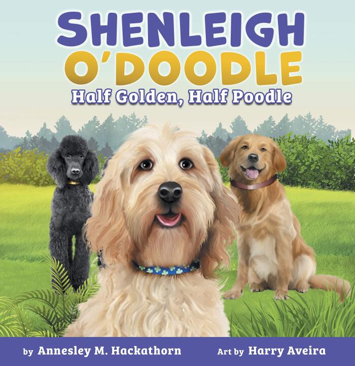 Shenleigh O'Doodle, Half Golden, Half Poodle