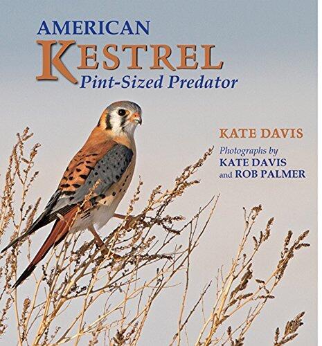 American Kestrel: Pint-Sized Predator
