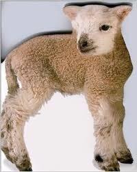 Lamb