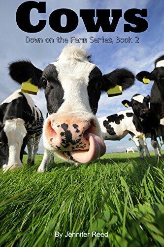 Cows : Down on the Farm