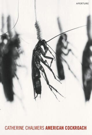 Catherine Chalmers: American Cockroach