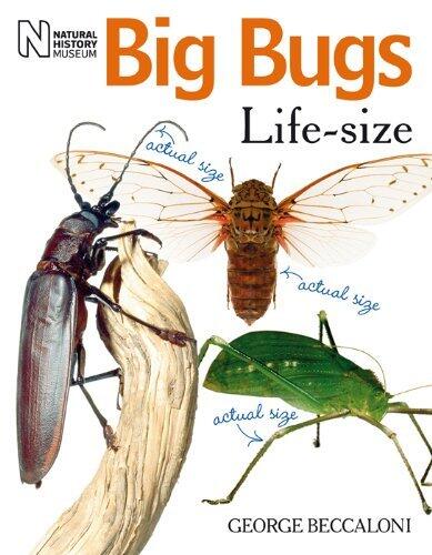 Big Bugs Life-Size by George Beccaloni