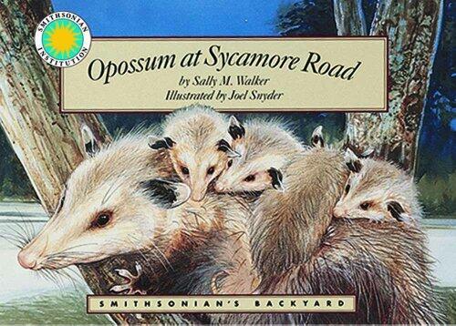 Opossum at Sycamore Road