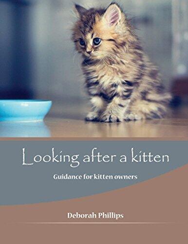 Looking after a kitten: Guidance for kitten owners
