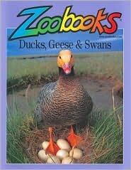 Ducks, Geese & Swans