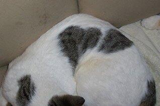 WINKIE THE CAT WITH A HEART: Shorter Version