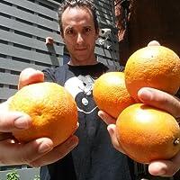 Scott Baron