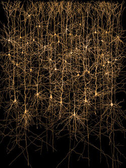 Synapses, Neurons and Brains