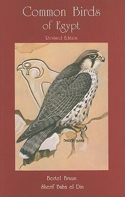 Common Birds of Egypt