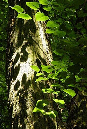 Seventy Seven Steps to Heaven: Through the Musings of my Mind